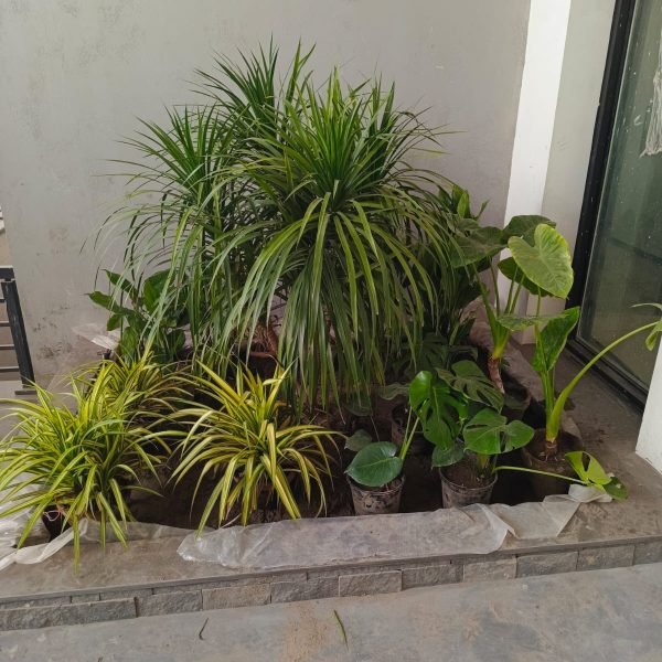 whatsapp image 2026 07 22 at 12.50.51 pm